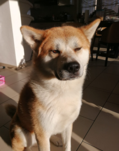 Profilfoto von Hao,